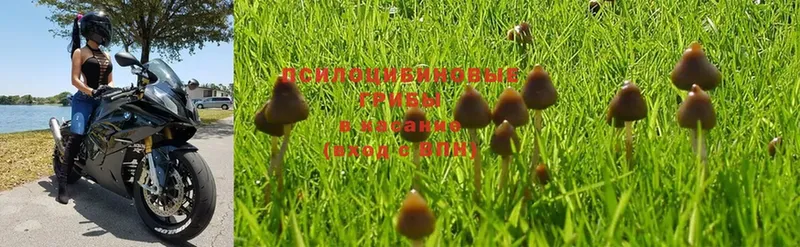 ОМГ ОМГ ONION  купить наркотики цена  Елизово  Галлюциногенные грибы MAGIC MUSHROOMS 